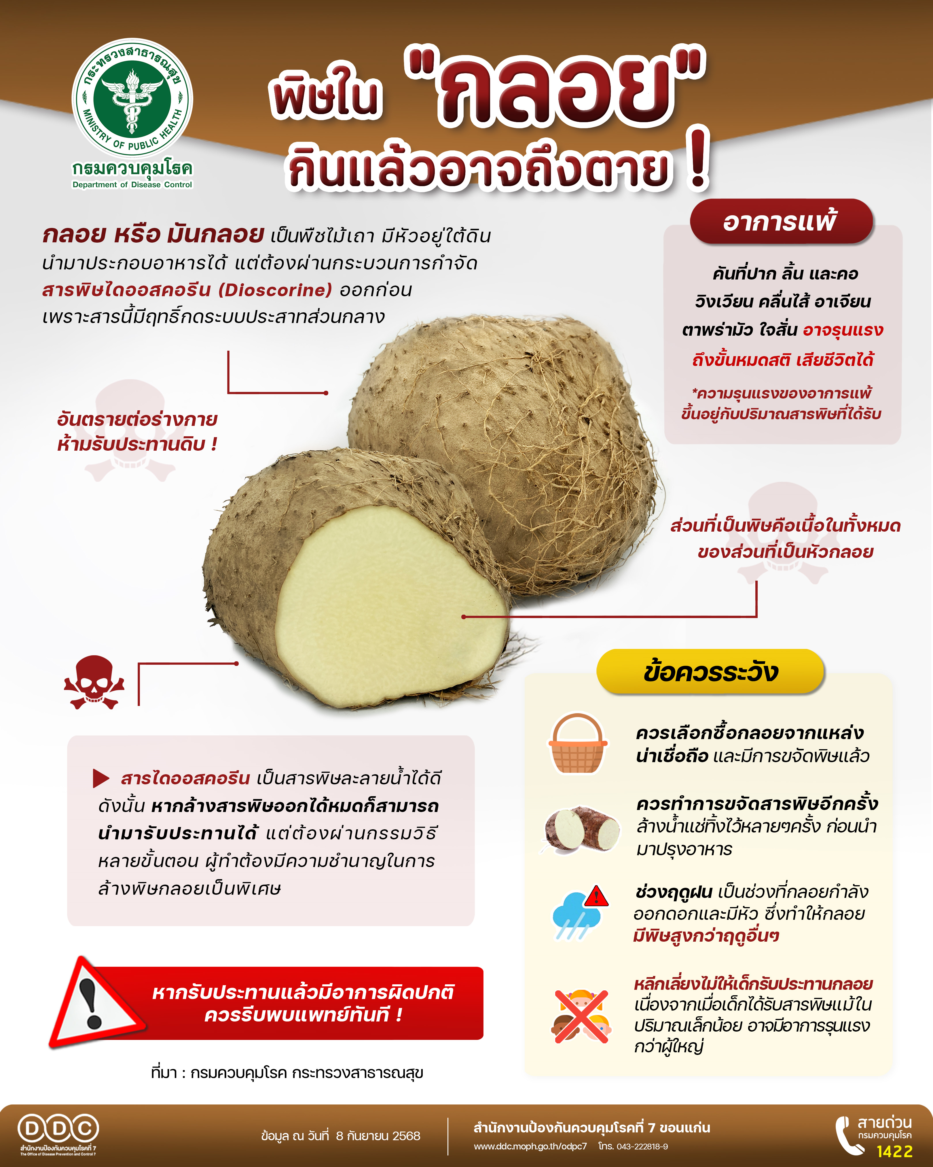 หมอเตือนแล้ว!! ให้ระวัง “กลอย” ในฤดูฝนมีความเป็นพิษสูงประชาชนควรเพิ่มความระมัดระวัง